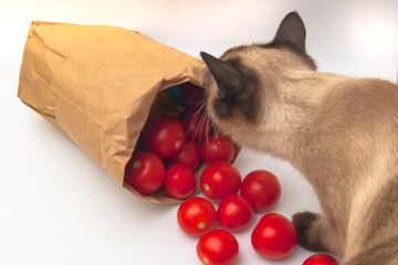 Curious Cat: Siamese Sniffing Tomatoes from an Eco Bag