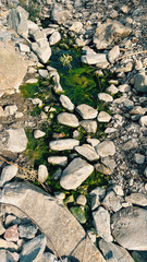 Grey pebble stones with puddle of water and green algae. Top view.