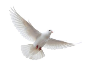 Fototapeta premium dove isolated on white