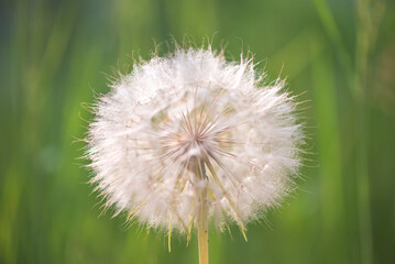 Close up for white dandelion on a green natural background; soft focus