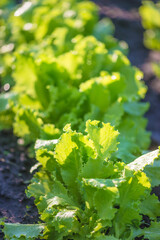Close up for fresh green salad growing in a bed