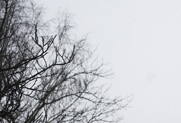Tall autumn treetops contrast with a soft evening sky. The moment conveys tranquility, depth, and seasonal presence.