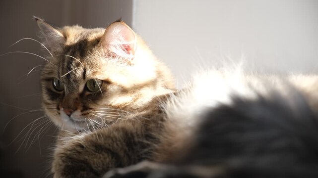 Tabby cat lay loose, lounging comfortably at the window on a sunny day. Soft morning light, easy fresh breeze, enjoying sun beam. Relaxing on the balcony floor and looking window. funny pets. Calmness
