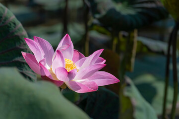 A close-up picture of a beautiful pink lotus