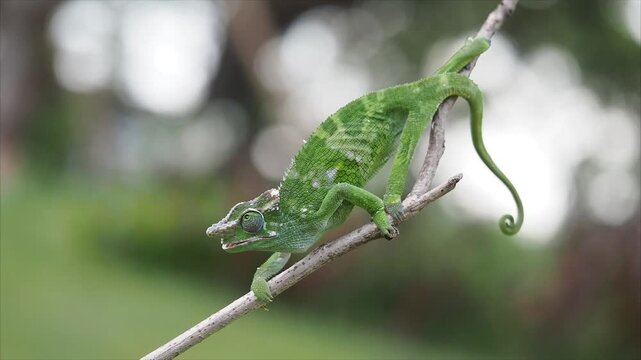 A vibrant green chameleon slowly and cautiously traverses a thin branch, showcasing its prehensile tail and cryptic camouflage against a soft, blurred green background, 17 November 2025 Indonesia