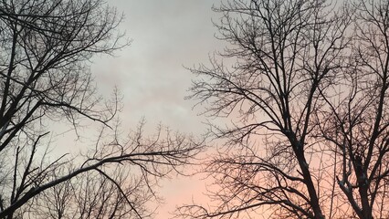 Autumn tree tops rise against an evening sky in soft fading sunset light. The scene conveys calm, warmth, and seasonal stillness.