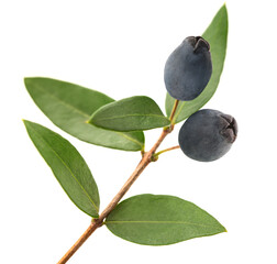 Myrtle branch with berries