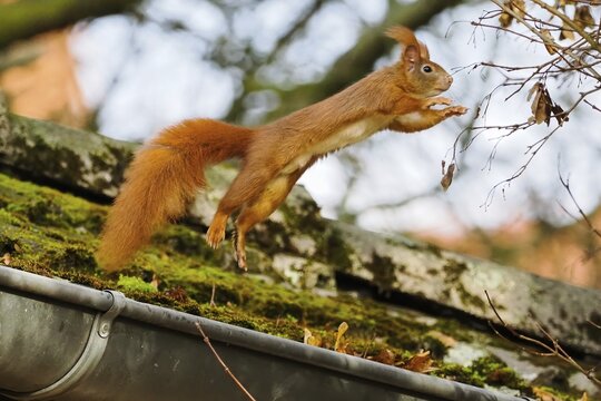 A squirrel (Sciurus vulgaris) jumps powerfully over a moss-covered gutter in an autumn environment, Hesse, Germany