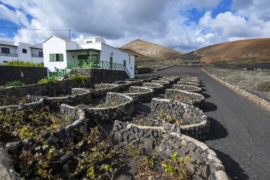 Typical white house between volcanic landscape, traditional wine-growing on Lapilli, Lanzarote, Canary Islands, Spain