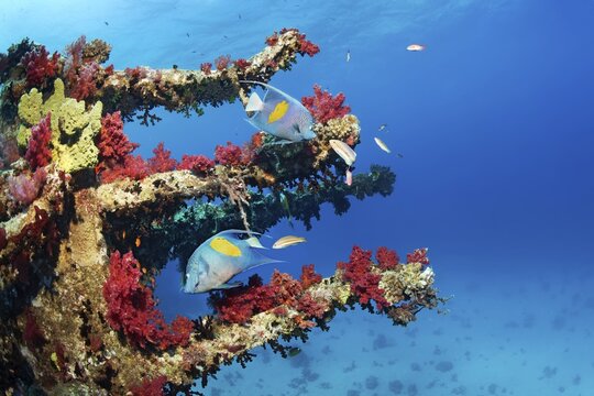 Two Arabian angelfish or sickle angelfish (Pomacanthus maculosus), pair of Red Sea junkers (Thalassoma klunzingeri) at the Giannis D shipwreck, also timber freighter, launched in 1969 as Shoyo Maru in Japan, sank on 19.04.1983 due to navigation errors on Shab Abu Nuhas coral reef, Red Sea, Egypt