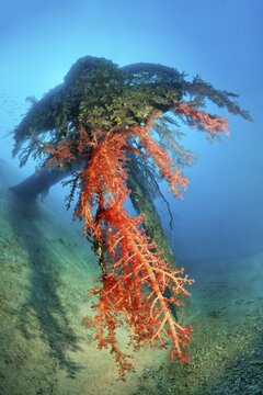 Propeller propeller with Klunzinger's soft corals, (Dendronephthya klunzingeri), shipwreck, MV El Arish or El Arish El Gate, car ferry, length 105 meters, built 1981 in Norway, sunk by fire, Port Safaga, Red Sea, Egypt