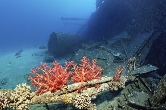 Klunzinger's soft coral (Dendronephthya) on wreck, shipwreck, Chrisoula K, Greek, cargo ship, tile carrier, midship, Sha'b, or Shaab Abu Nuhas reef, Red Sea, Egypt