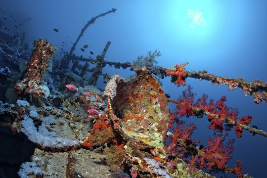Aida, wreck, shipwreck, steamship, French, railing, ship superstructures, vegetation, corals, sun, ship, sunk 15.09.1957, Red Sea, Big Brother Islands, Egypt