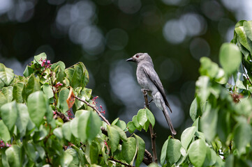 A Ashy drongo on top of tree