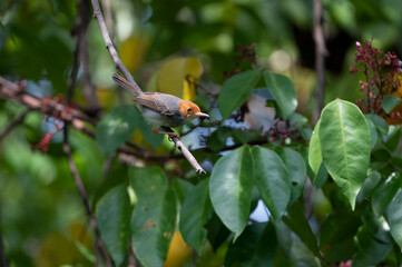 A little Rufous-tailed tailorbird