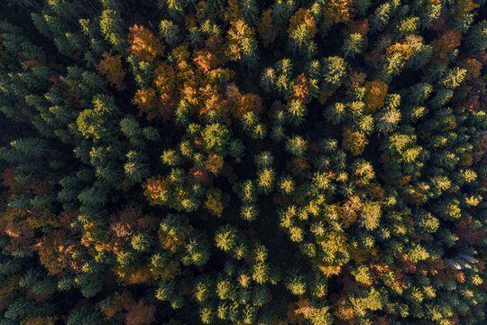 Autumn, autumn color, forest, aerial view, conifers, beech trees, Upper Bavaria, Bavaria, Germany