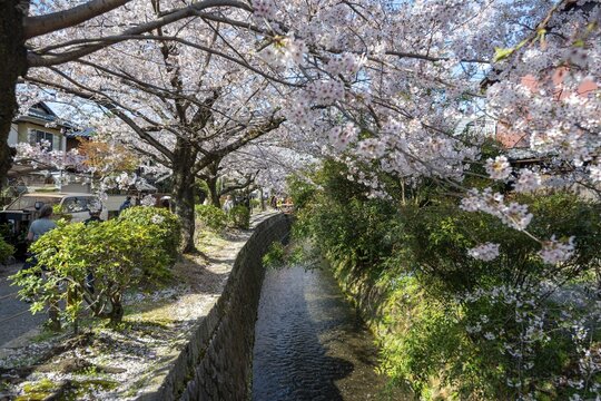 Footpath along a canal, cherry blossoms in spring, Philosopher's Path or Tetsugaku no michi, Kyoto, Japan