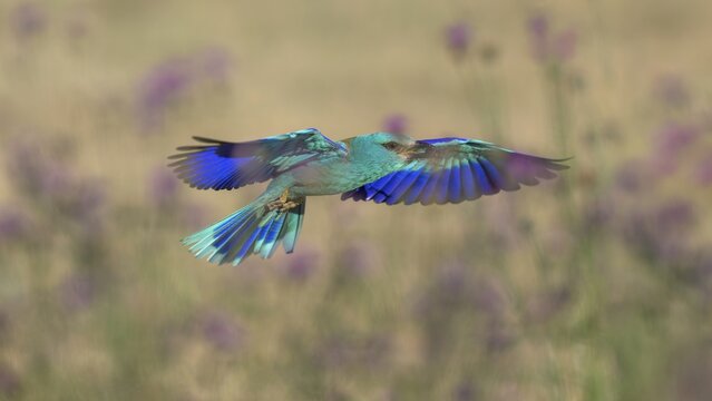 Blue racquet (Coracias garrulus), with beetle in its beak flying through a flower meadow, Kiskuns&aacute;g National Park, Hungary