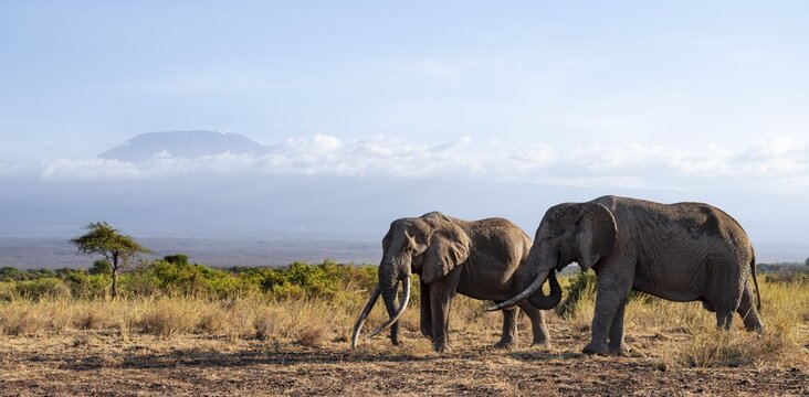 Two African elephants (Loxodonta africana) in a picturesque landscape with the summit of Mount Kilimanjaro, the famous Super Tusker elephant Craig and Pascal, old male with long tusks, in atmospheric evening light, Kajiado County, Kenya