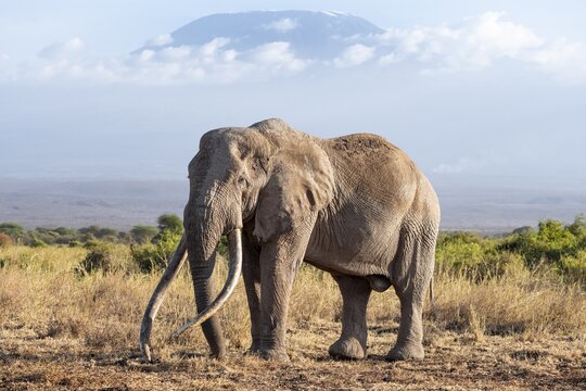 African elephant (Loxodonta africana) in picturesque landscape with the summit of Mount Kilimanjaro, the famous Super Tusker elephant Craig and Pascal, old male with long tusks, in atmospheric evening light, Kajiado County, Kenya