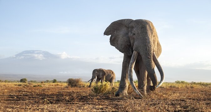Two African elephants (Loxodonta africana) in a picturesque landscape with the summit of Mount Kilimanjaro, the famous Super Tusker elephant Craig with his friend Pascal, old male with long tusks, in the evening light, Kajiado County, Kenya