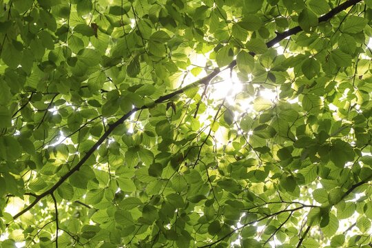 Sunbeams shining through leaves and branches of a beech tree, sculpture park, Humleb&aelig;k, Niv&aring; Bugt, Hovedstaden, &Oslash;resund coast, Denmark