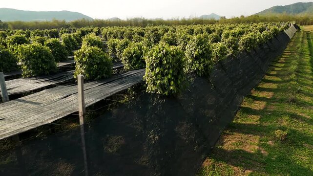 Aerial view of a kampot pepper plantation with lush green vines growing in organized rows. A famous agricultural landscape in cambodia.