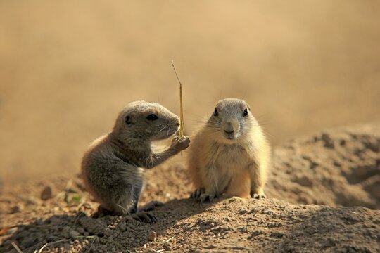 Black-tailed prairie dog (Cynomys ludovicianus), two young animals eating, siblings, North America