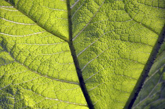 Mammoth leaf, Gunneratinctoria, Chile
