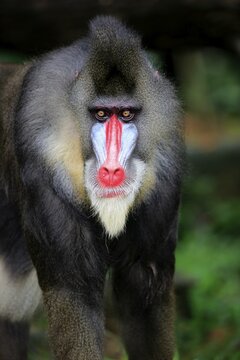 Mandrill (Mandrillus sphinx), adult, male, portrait