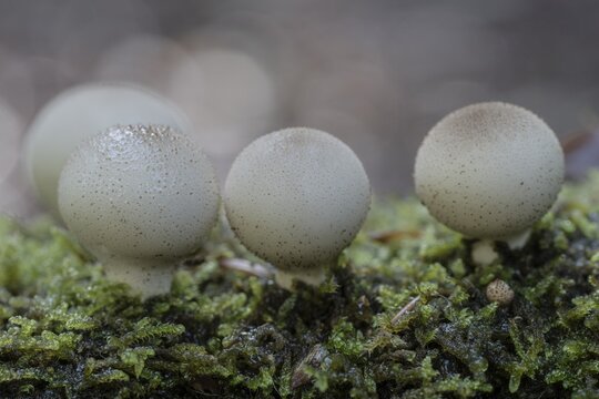 Pear dusters (Apioperdon pyriforme), Emsland, Lower Saxony, Germany