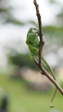A vibrant green chameleon slowly and cautiously traverses a thin branch, showcasing its prehensile tail and cryptic camouflage against a soft, blurred green background, 17 November 2025 Indonesia