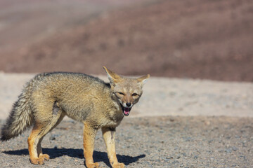 Obraz premium Fox in Patagonia