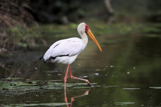 Glutton (Mycteria ibis), adult, in the water, foraging, Kruger National Park, Kruger National Park, Kruger National Park South Africa