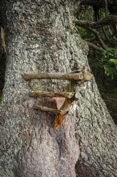 Old spruce with a lickstone, Gloggnitzerh&uuml;tte on the Rax, Schwarzau im Gebirge, Lower Austria, Austria