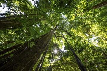 Dense vegetation in the tropical rainforest, roots of a strangler fig on a tree, view upwards, Sun Star, Corcovado National Park, Osa, Puntarena Province, Costa Rica