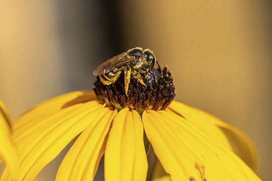 Honey bee (Apis mellifera) collecting nectar on a coneflower (Rudbeckia hirta), Baden-W&uuml;rttemberg, Germany