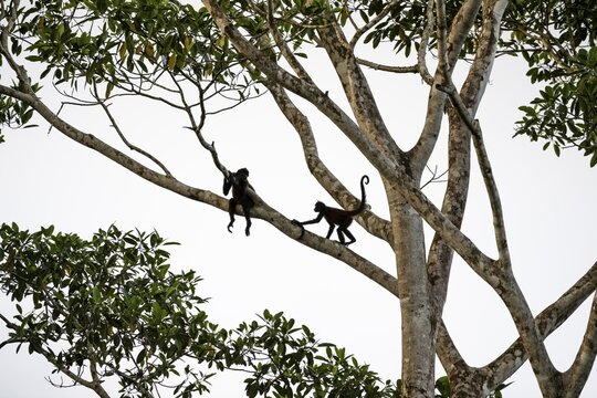 Geoffroy's spider monkey (Ateles geoffroyi), two monkeys in a tree, Sirena, Corcovado National Park, Osa, Puntarena Province, Costa Rica