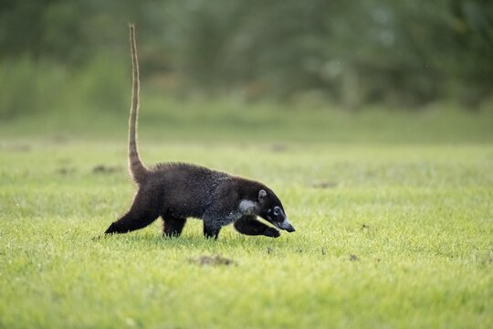 White-tailed coati (Nasua narica), adult, tail in the air, in a meadow, Sirena, Corcovado National Park, Osa, Puntarena Province, Costa Rica