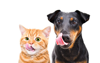 Portrait of funny red kitten Scottish Straight and dog breed Jagdterrier licks together isolated on white background