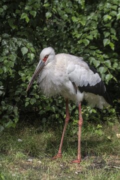 Maguari stork (Ciconia maguari), Vogelpark Walsrode, Lower Saxony, Germany