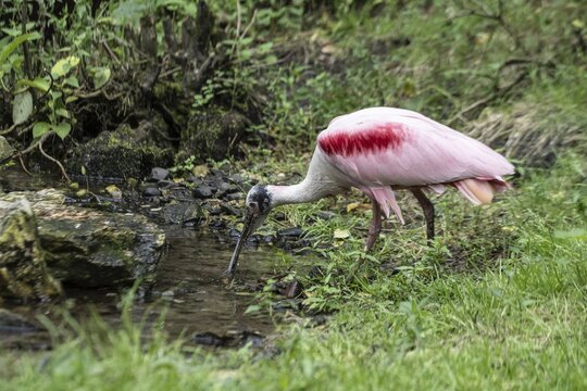 Roseate spoonbill (Platalea ajaja), Vogelpark Walsrode, Lower Saxony, Germany