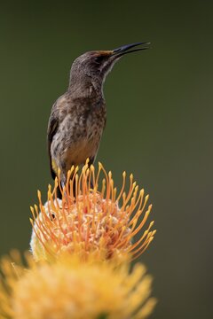 Cape Honeybird (Promerops cafer), adult, male, on flower, Protea, singing, Kirstenbosch Botanical Gardens, Cape Town, South Africa