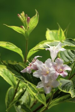 Weigelas (Weigela), flowering, flower, Ellerstadt, Germany