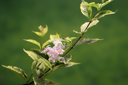 Weigelas (Weigela), flowering, flower, Ellerstadt, Germany
