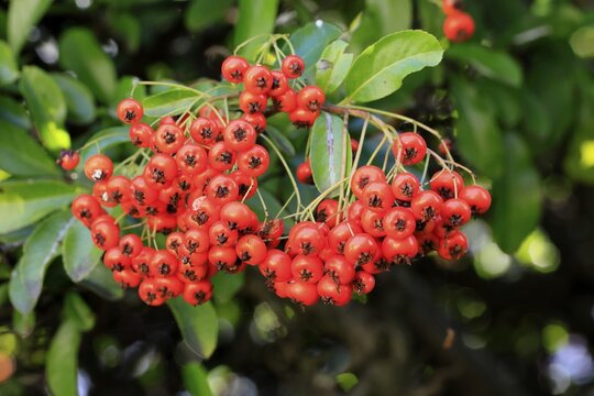 Scarlet firethorn (Pyracantha coccinea), fruits, leaves, shrub, Germany