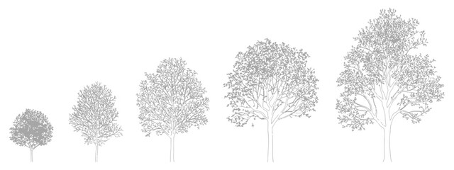 CAD tree linework, side view trees for landscape design, precise vector symbols ideal for architectural drafting, garden planning, urban projects and high-quality landscape presentation graphics.