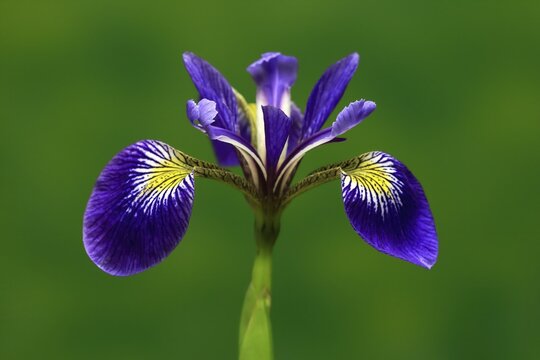 American marsh iris (Iris versicolor), flower, in bloom, at a pond, Ellerstadt, Germany