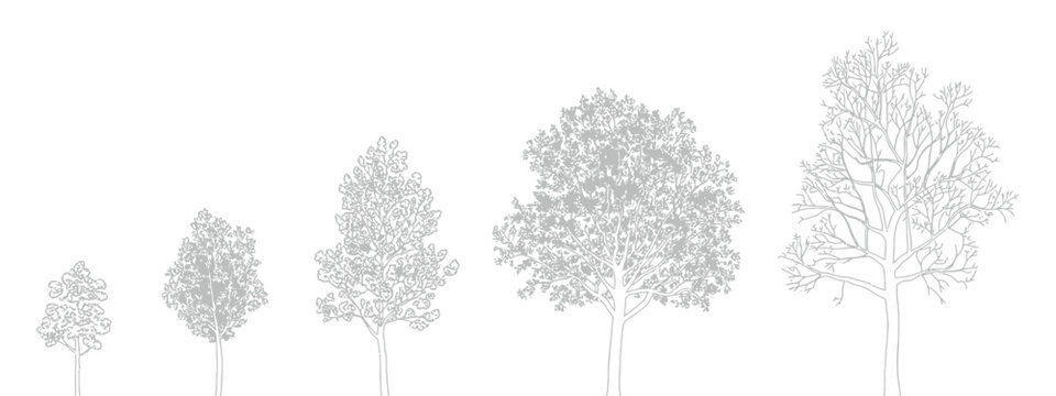 CAD tree linework, side view trees for landscape design, precise vector symbols ideal for architectural drafting, garden planning, urban projects and high-quality landscape presentation graphics.
