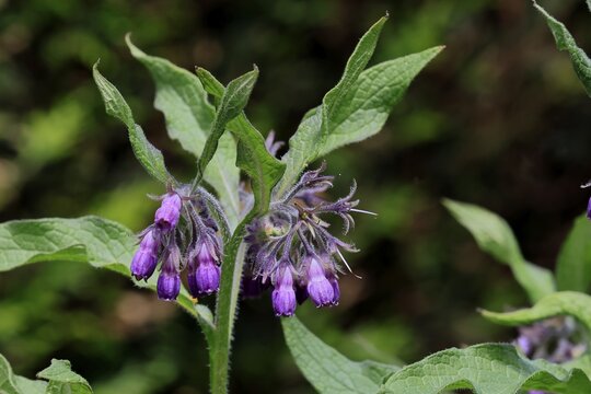 Common comfrey (Symphytum officinale), flower, flowering, Germany